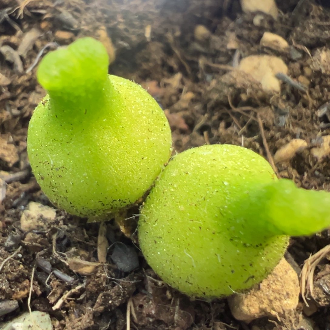 双头大肚子小葫芦肉锥植物