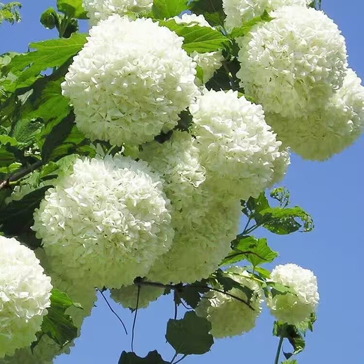 欧洲木绣球玫瑰木本绣球花户外庭院花园阳台耐寒花