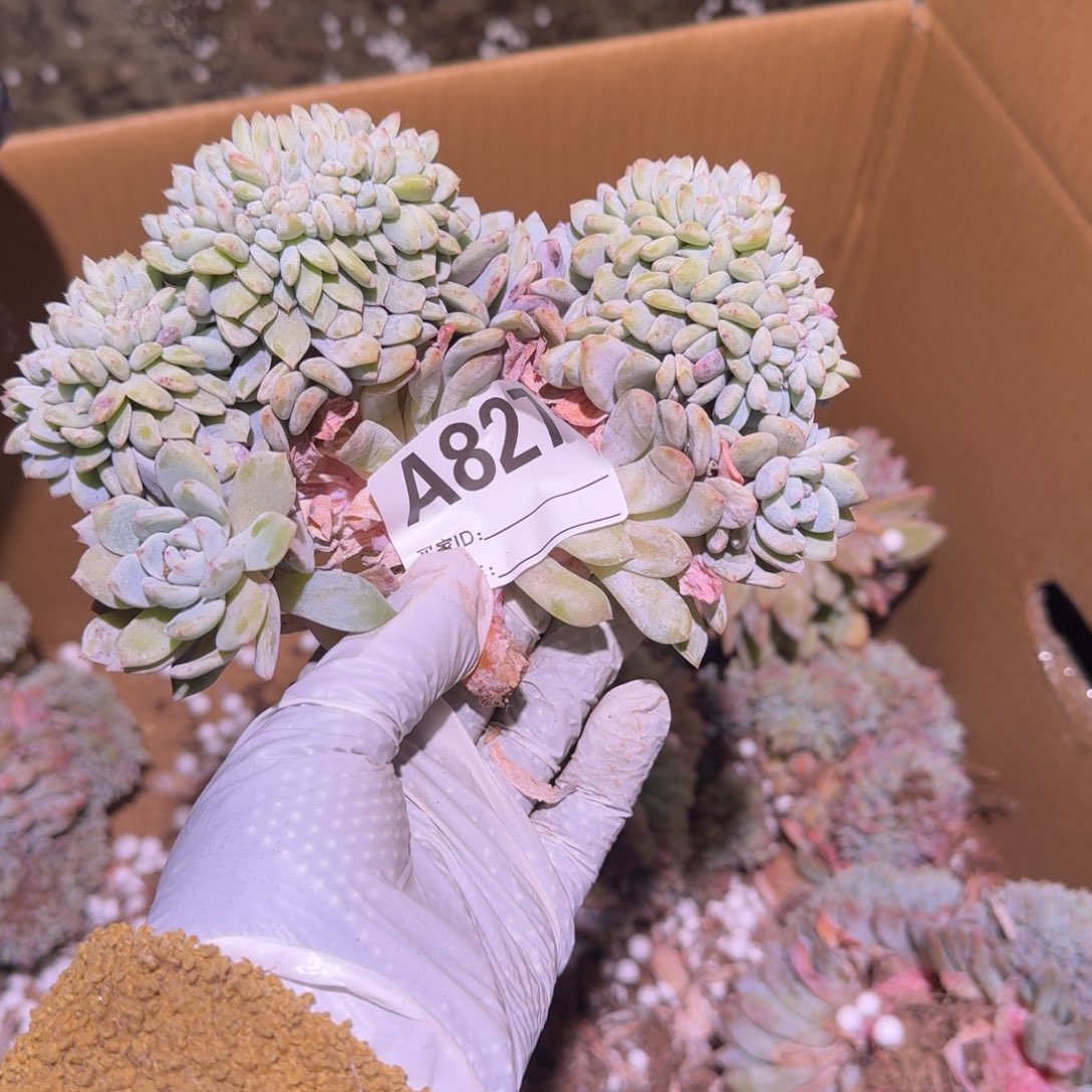 卡*西星影缀化呀呀呀呀呀