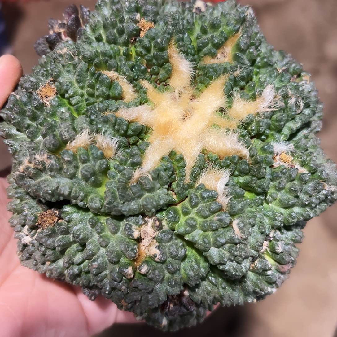 福利龟甲牡丹锦425仙人球