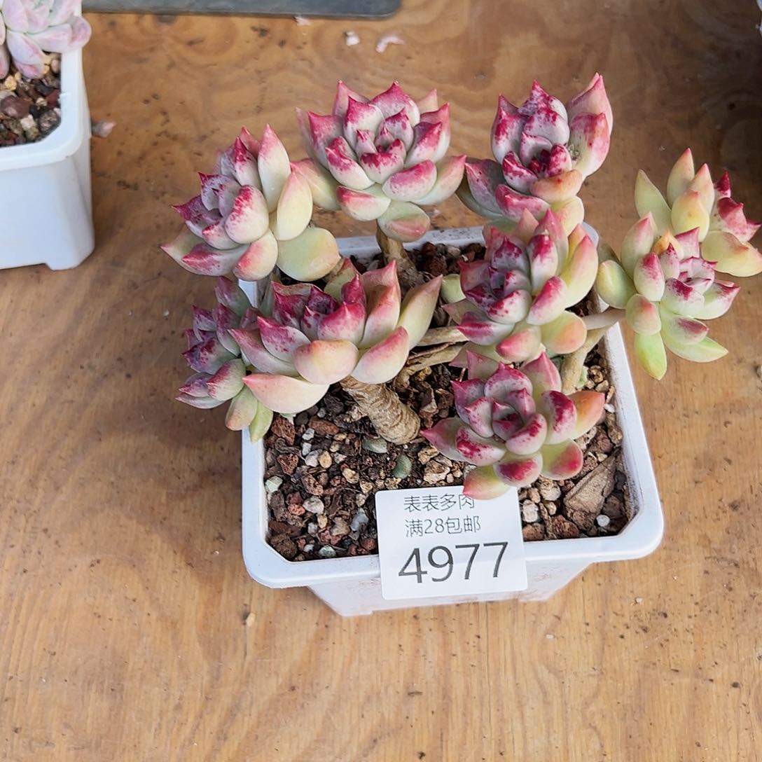 9号我们的确是一4977