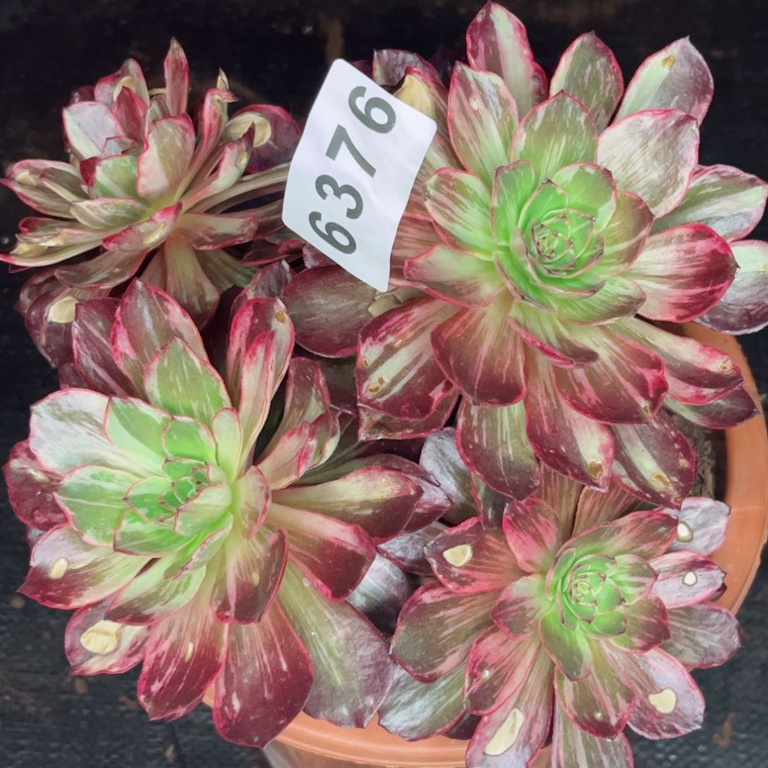 万拉丝多肉发货发货