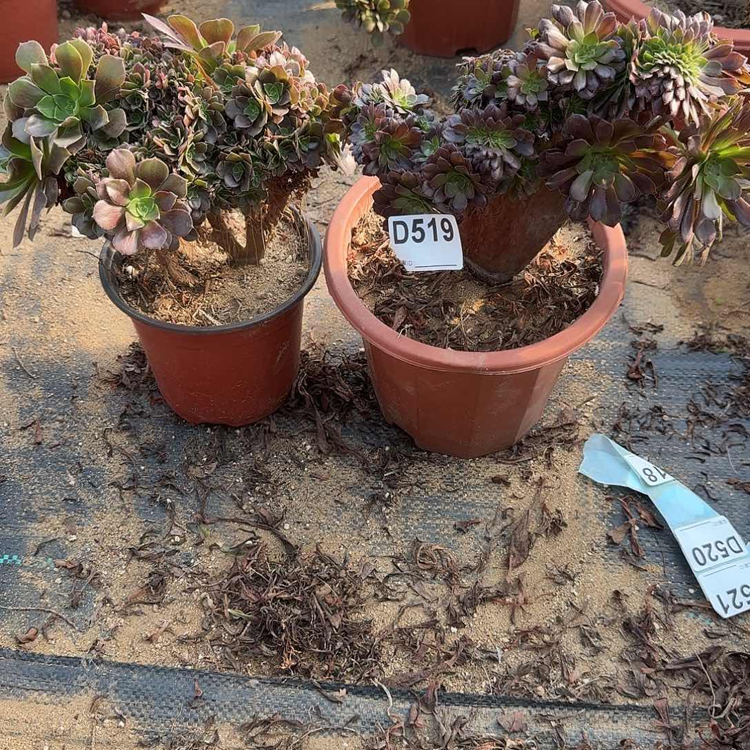 519玫瑰铜壶共2颗呀