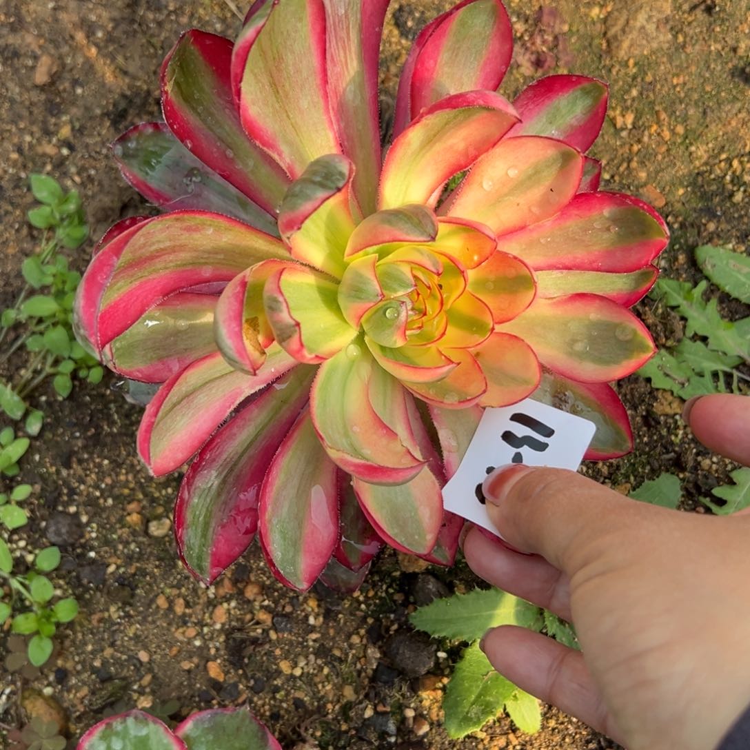 75烈焰多肉植物多肉