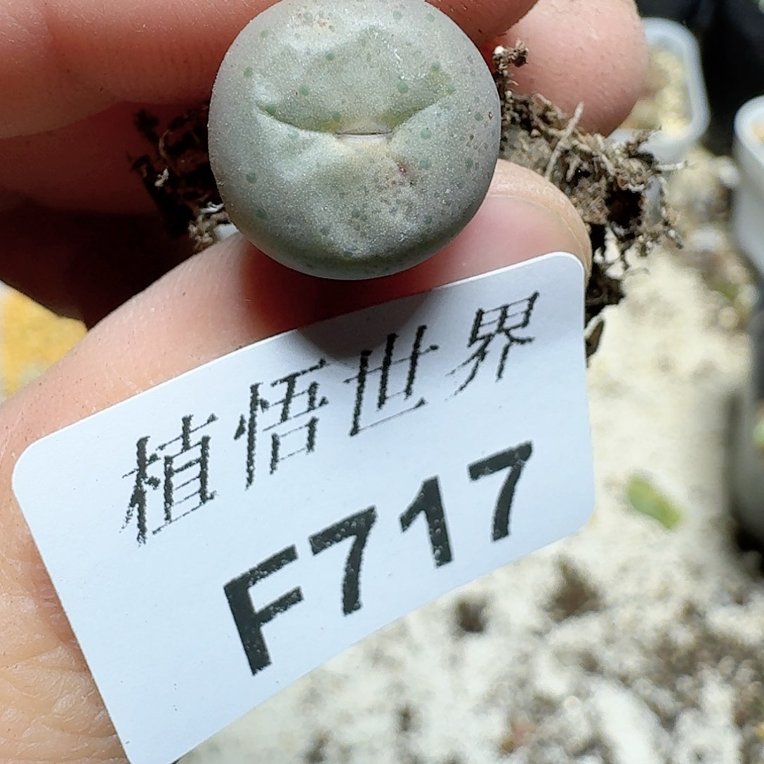 717号多肉植物f宝宝