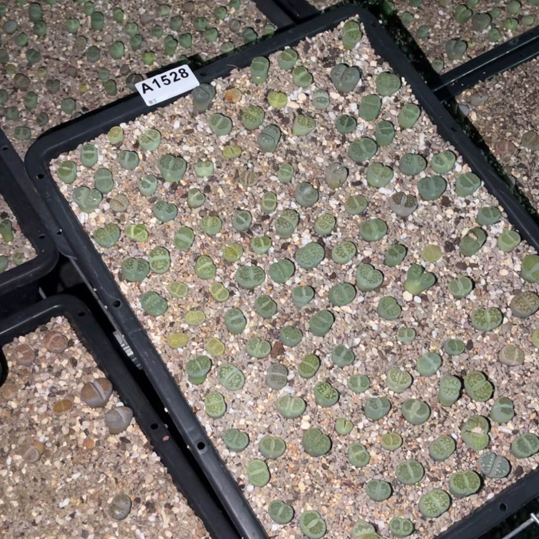 S***11528福利筐1不售后