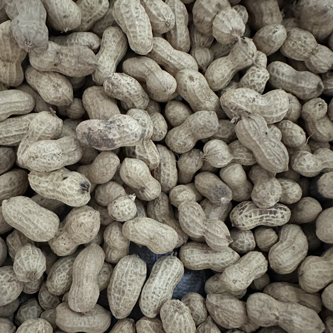 贵州高山农村农家（干花生泉水）