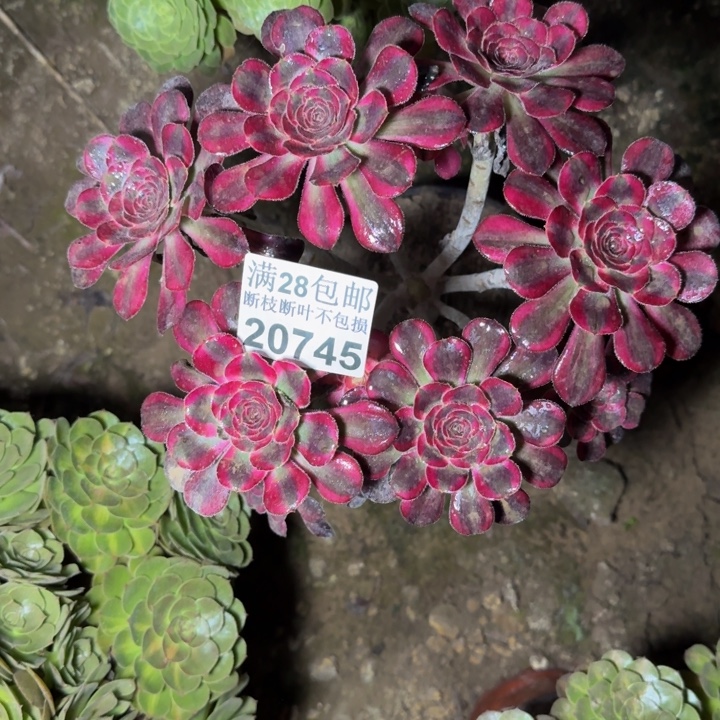 20745丽娜多肉植物