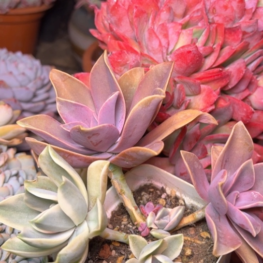 吐****?多肉植物的植物