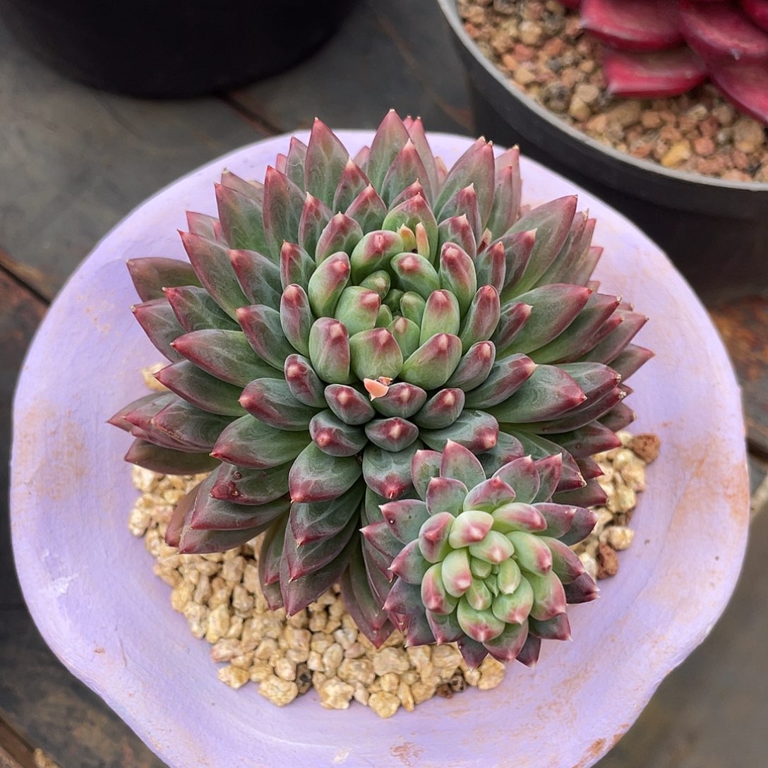 多肉植物一物一拍