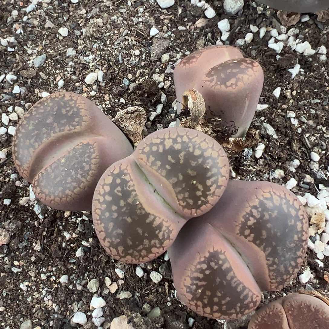 3993下播福利111111111