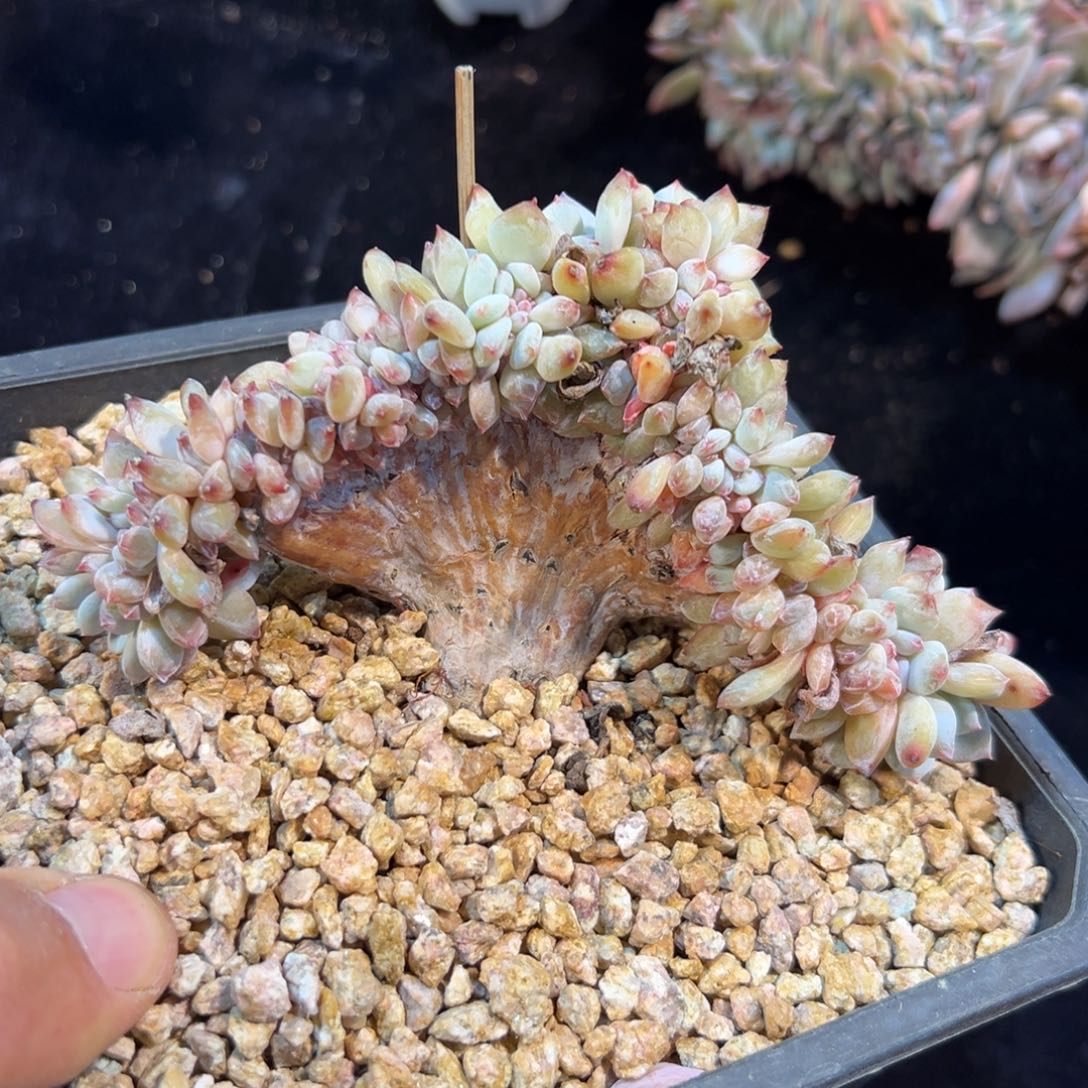  新年快乐新年快乐