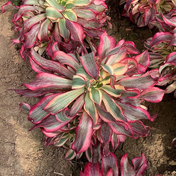 魅影多肉植物507