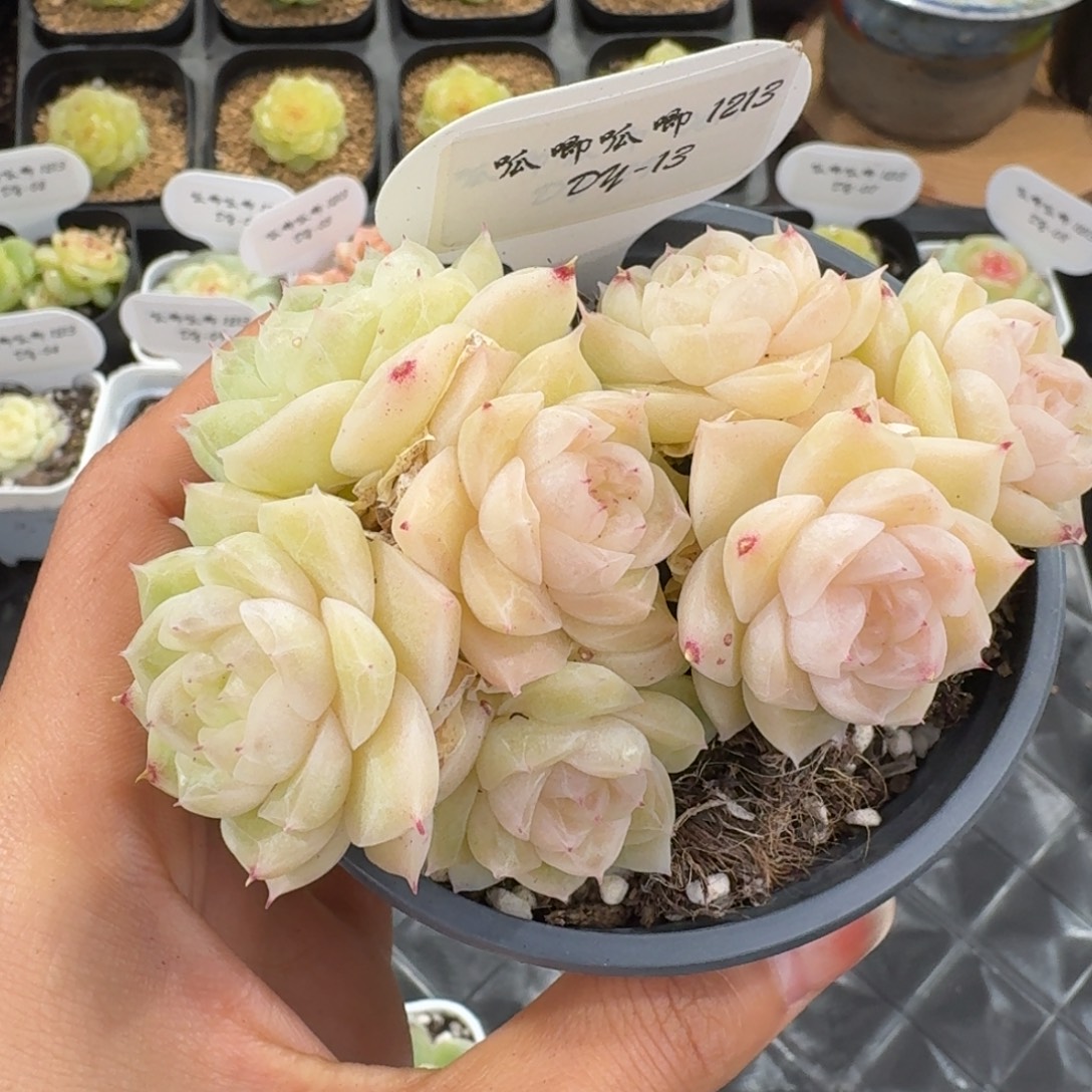 1212-13-莲花白7头一颗多肉