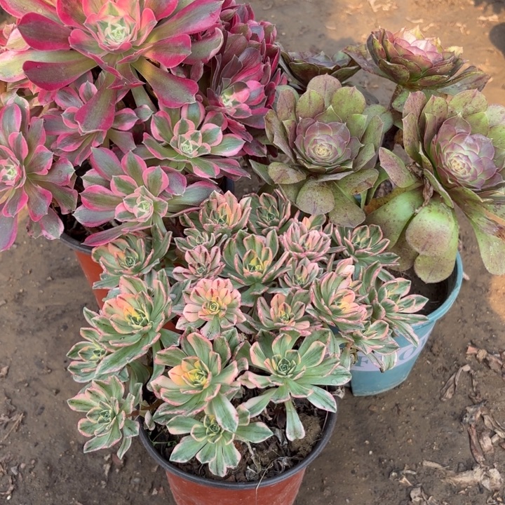 多肉植物法师3颗21