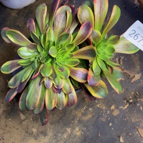 欧嘉莉多肉植物2679