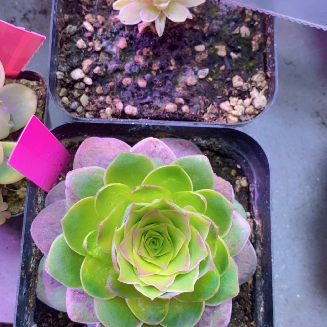 拖沓女天王领26年1月加二月会员福利一物一拍009秋夕恋火