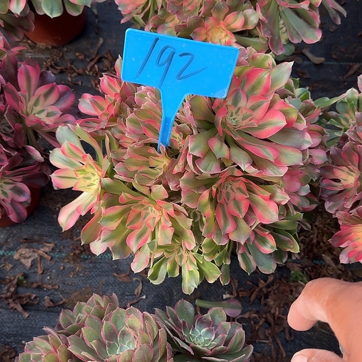 许***愿192香妃多肉哦哦哦哦哦哦哦哦哦