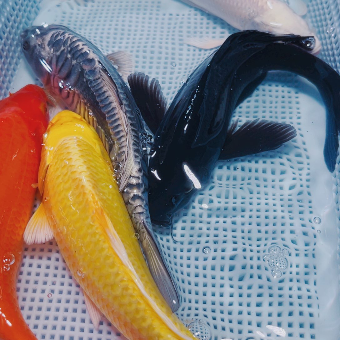 海水鱼锦鲤冷水141