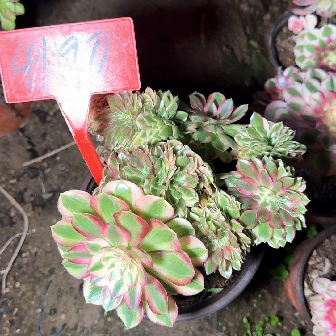 4190荔枝缀化多肉