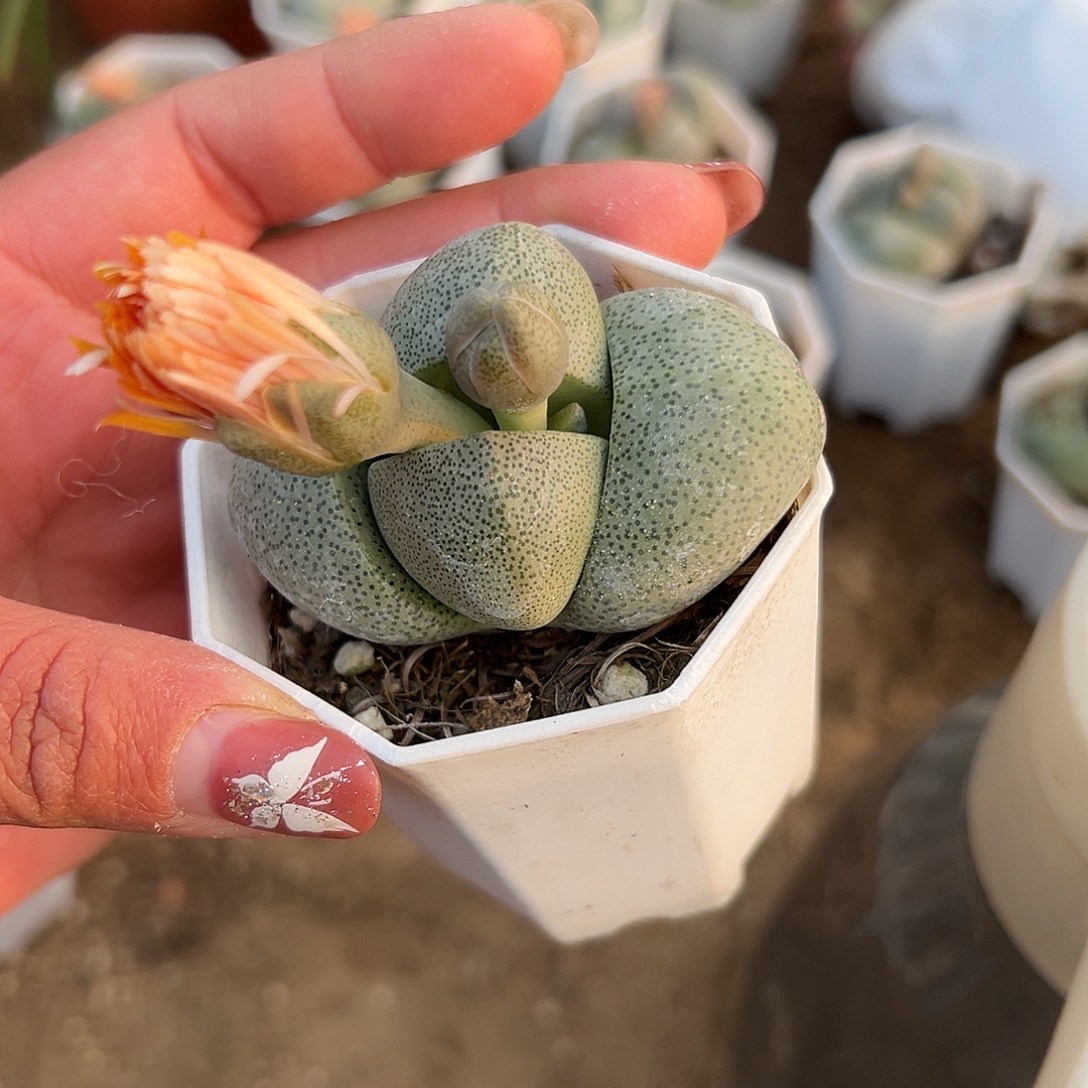 多肉植物绿帝玉开花