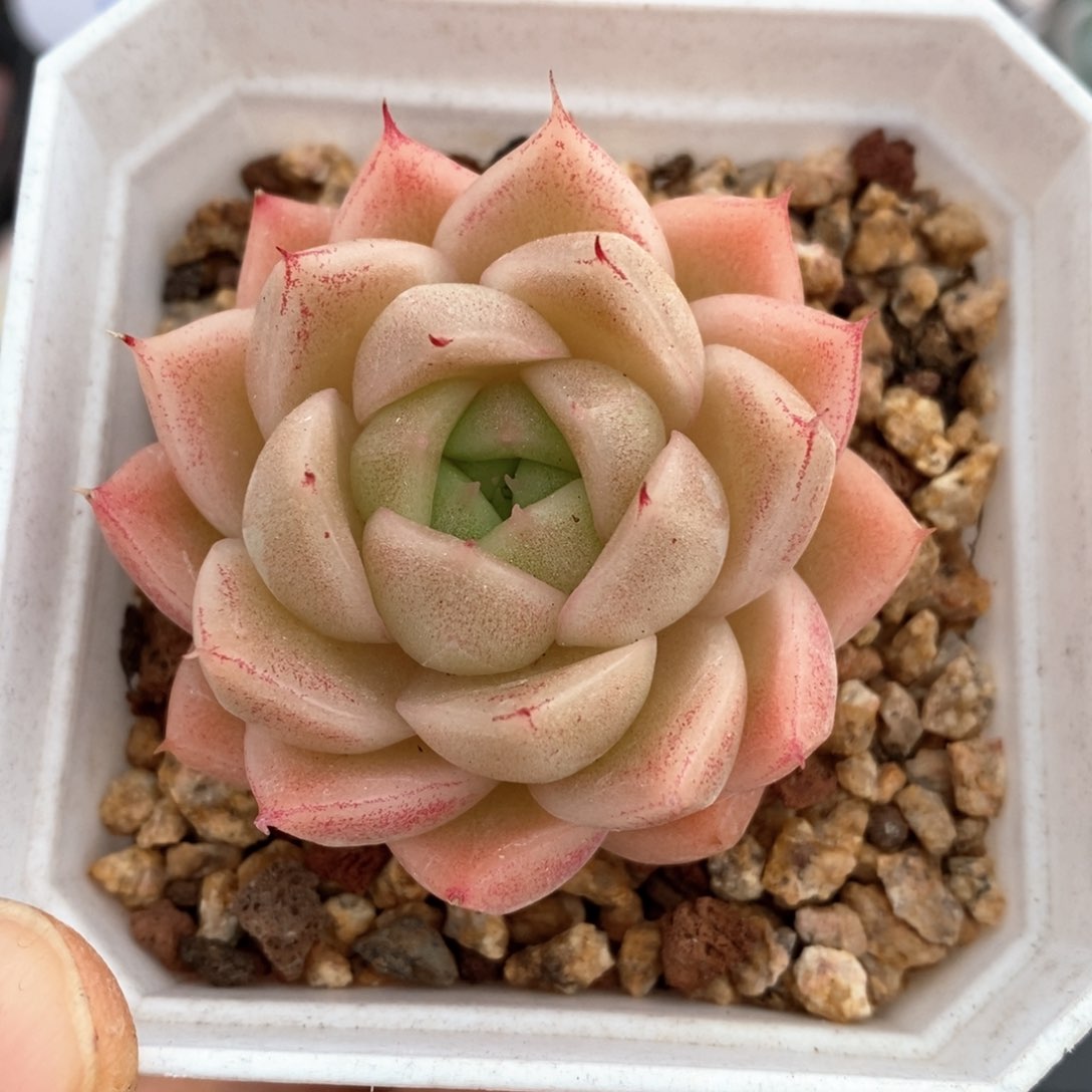 精品多肉一物一拍135