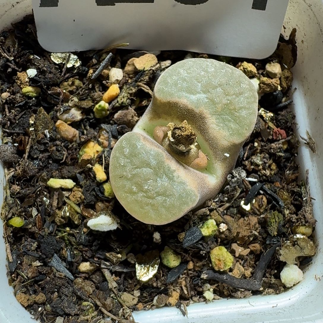 曦***颜284 多肉植物多肉植物