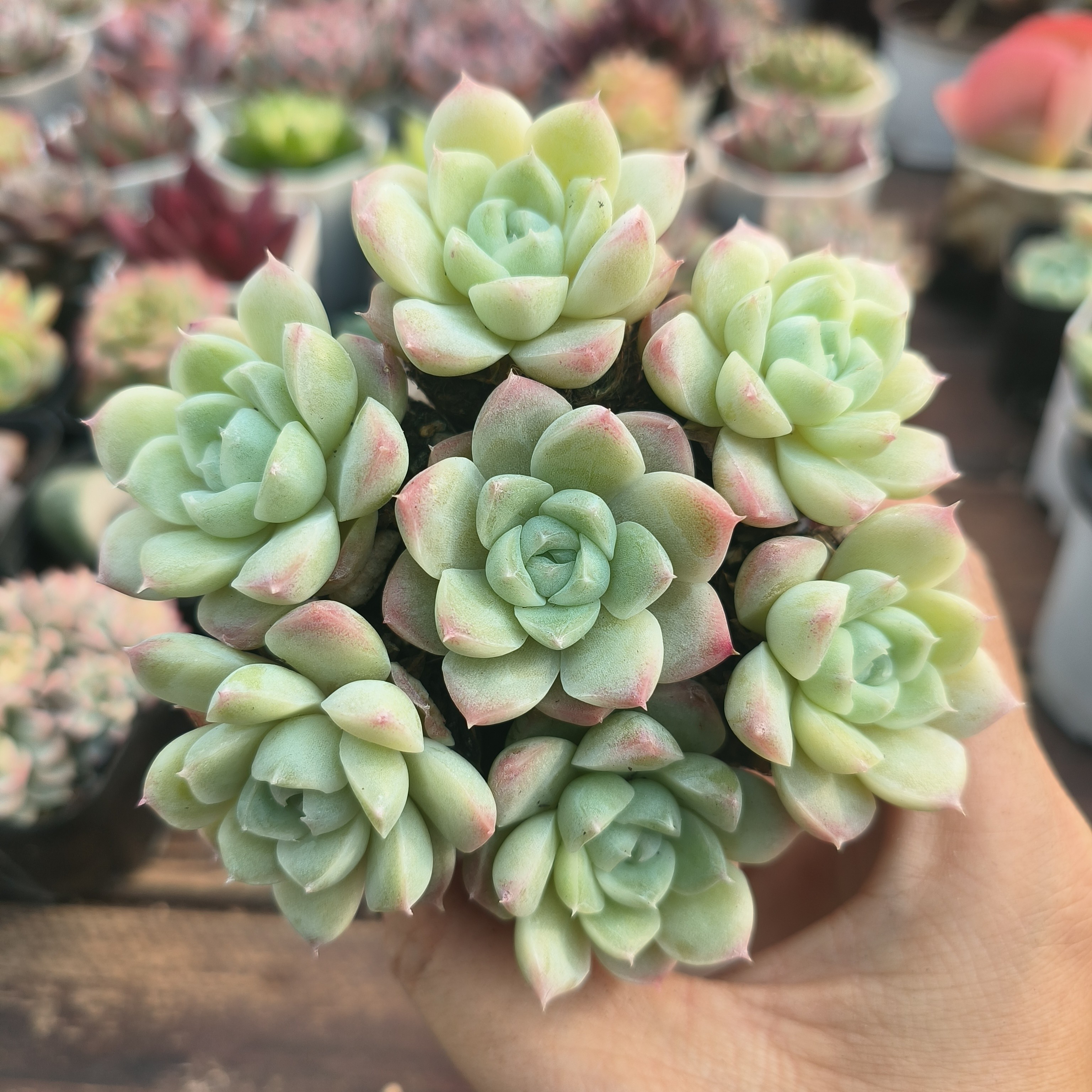 【满 9.9 包邮】玉瑶 拍一发七颗不带盆 单颗2-3cm多肉以直播间为准