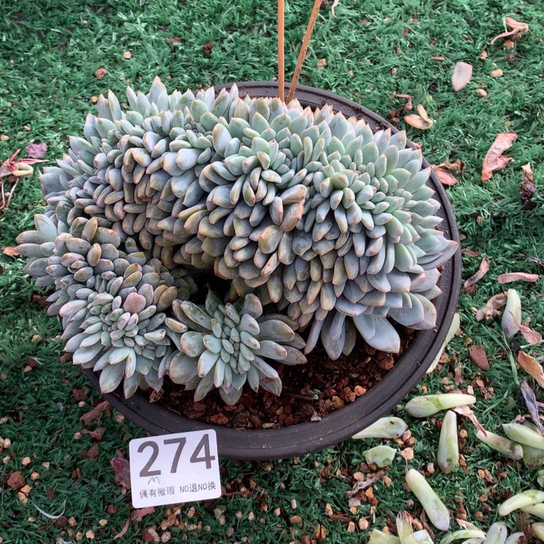****M274橙子缀化多肉植物