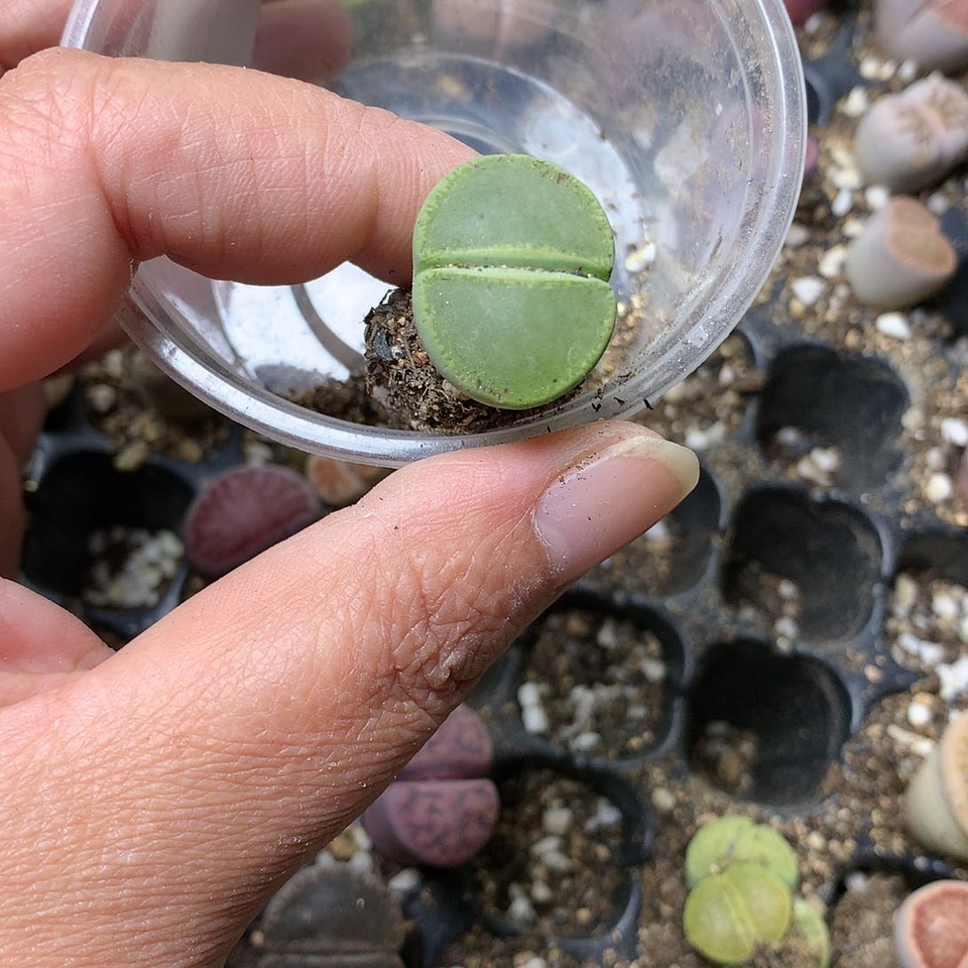 J***花G66多肉植物保护研究所