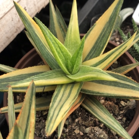 芦荟锦多肉植物盆栽