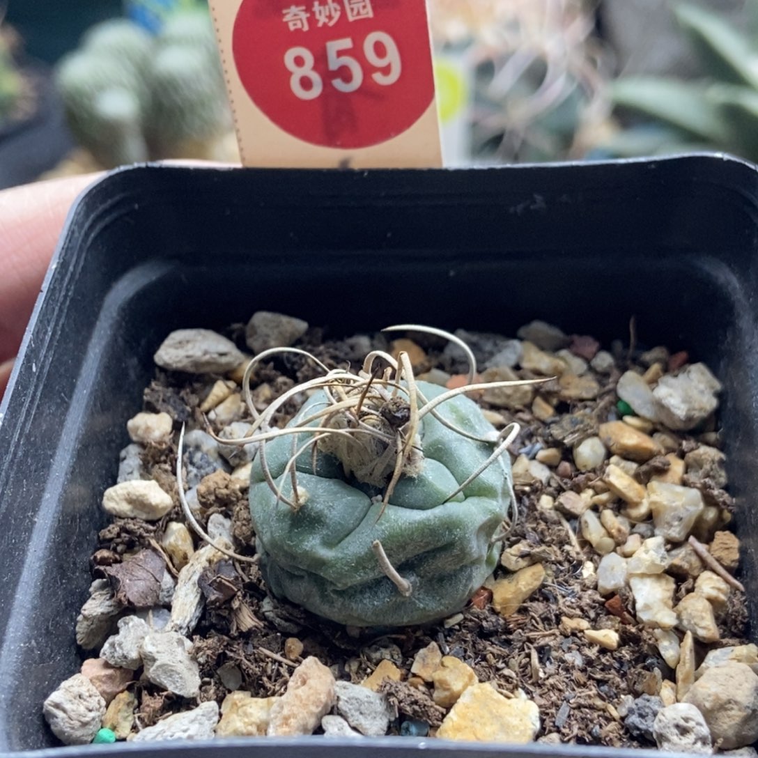 实生长刺娇丽一颗