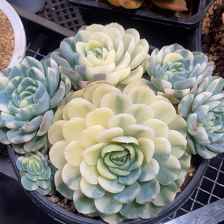 贝瑞锦超大群多肉