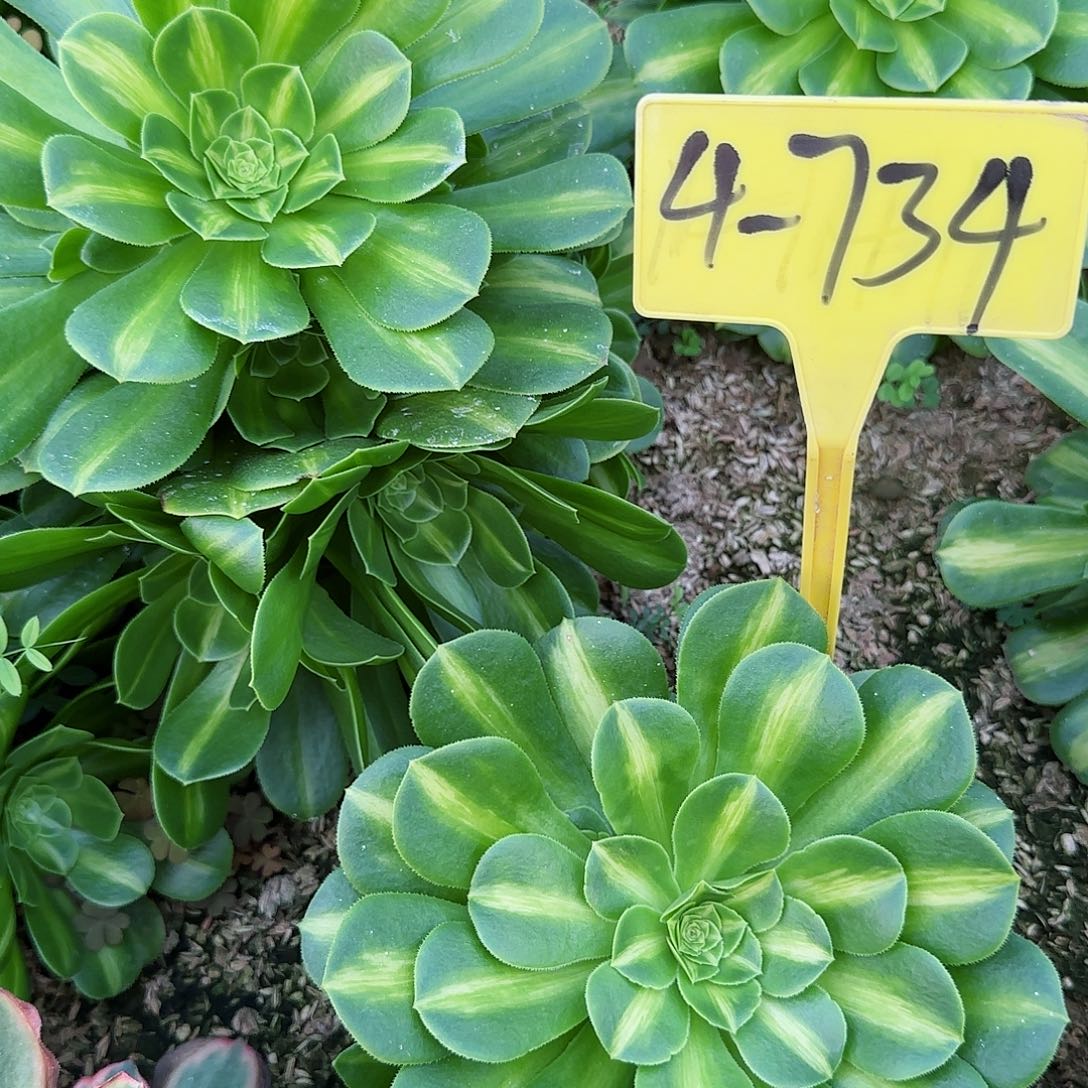 4-734---多头多肉植物