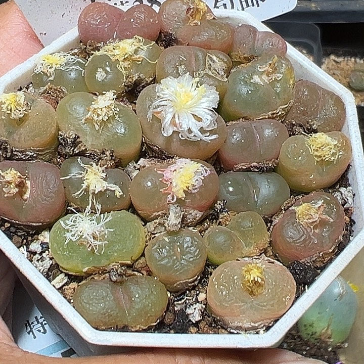 839号特价毛汗尼zzyyyxyzwx