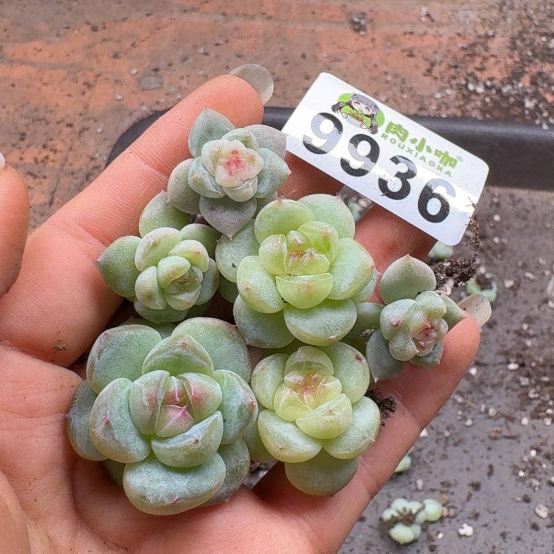 多肉植物多肉植物