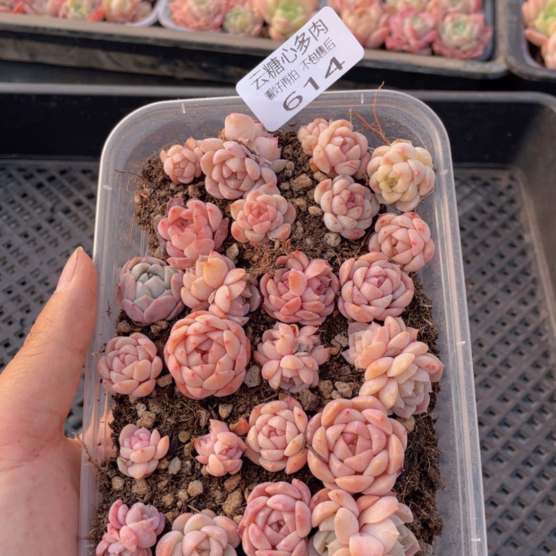 云糖心多肉植物614