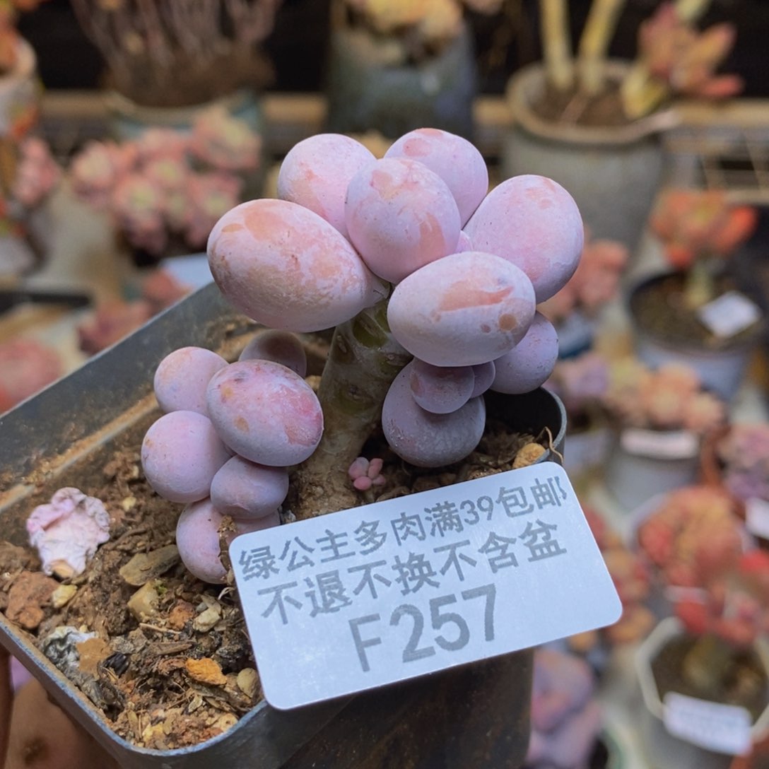 257橙奶多肉肉4c m