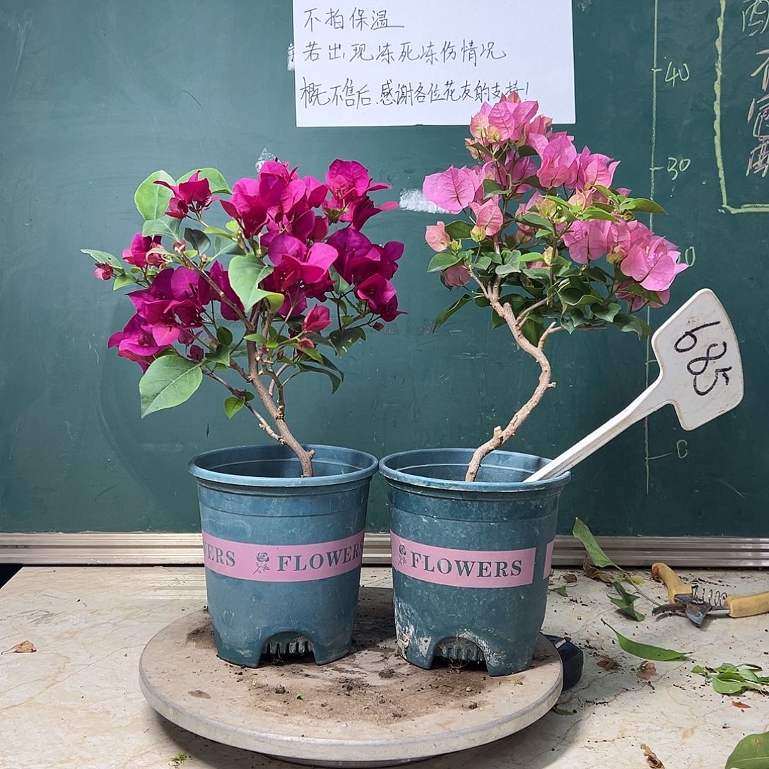 完全开放 造型黑玫瑰 造型红粉佳人  685