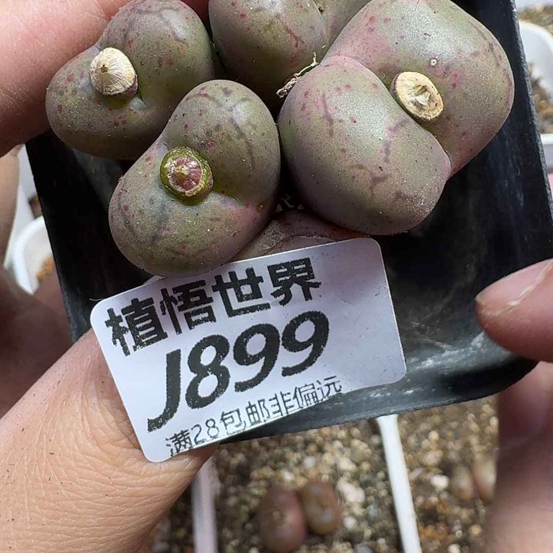 的W的润泽dfzhnmm