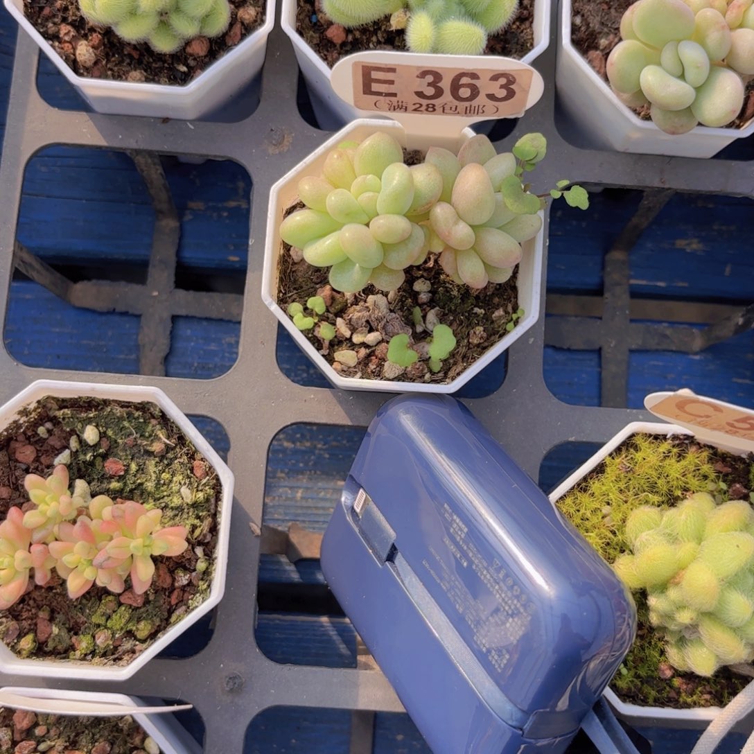R***.E363比尔盖茨一物一拍