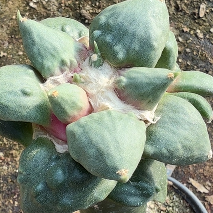 8***6无花朵苗接怒涛822