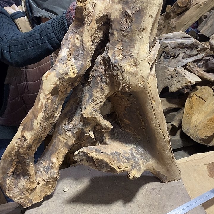 乌木类一**.金丝楠木小叶