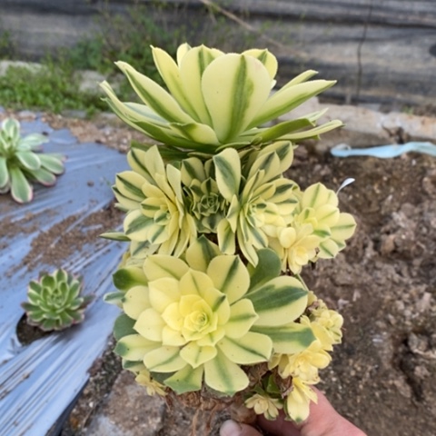 685雪莲砍过满25包邮多肉