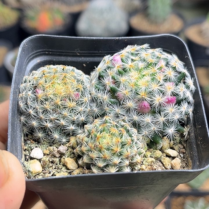 佛头明星3颗一组