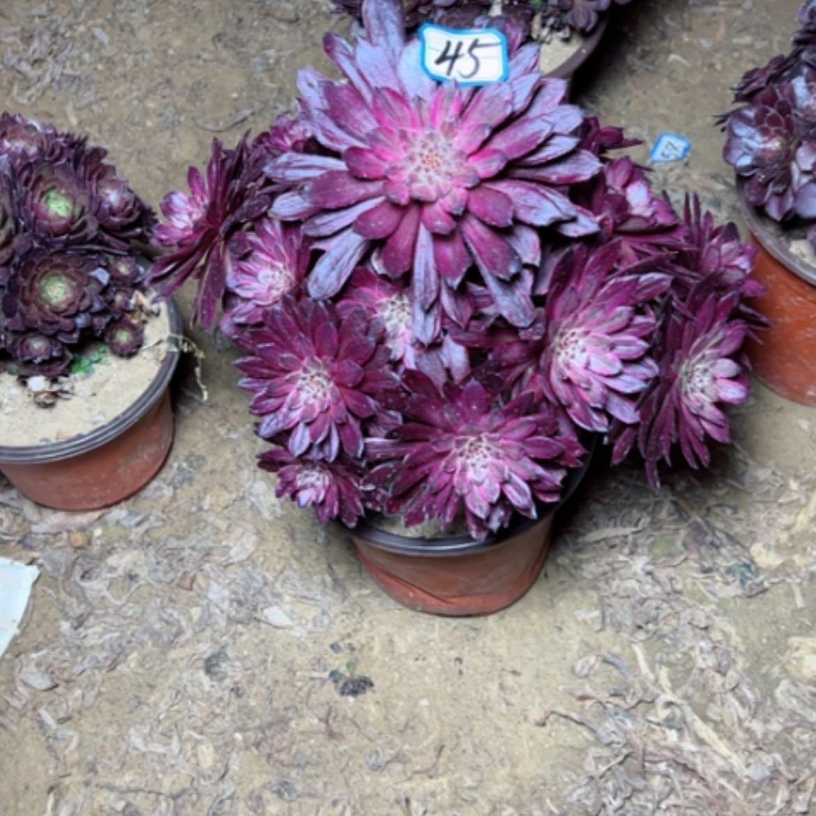 【闪购商品】多肉植物紫霞45