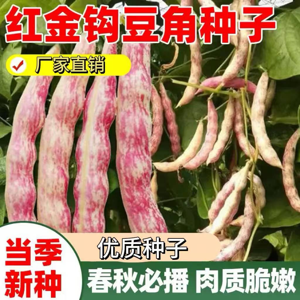 A28 四季播种耐热红金钩豆角种子春秋架豆蔬菜种籽