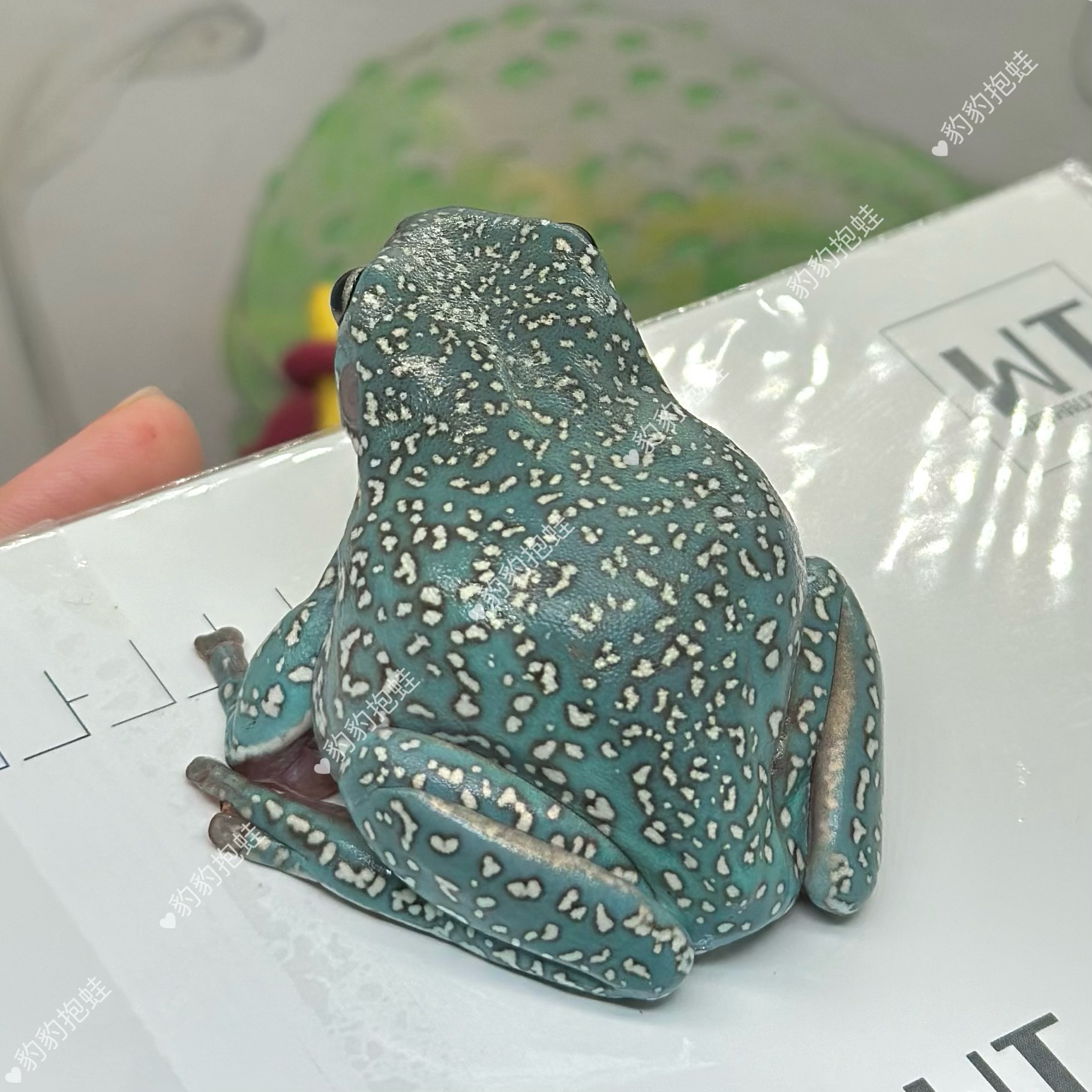 标价实价!极品有卵母澳蓝暴雪姥爷树蛙