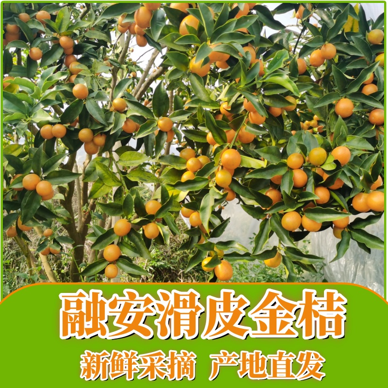 ［融安金桔大果］广西融安滑皮金桔现摘现发产地直销