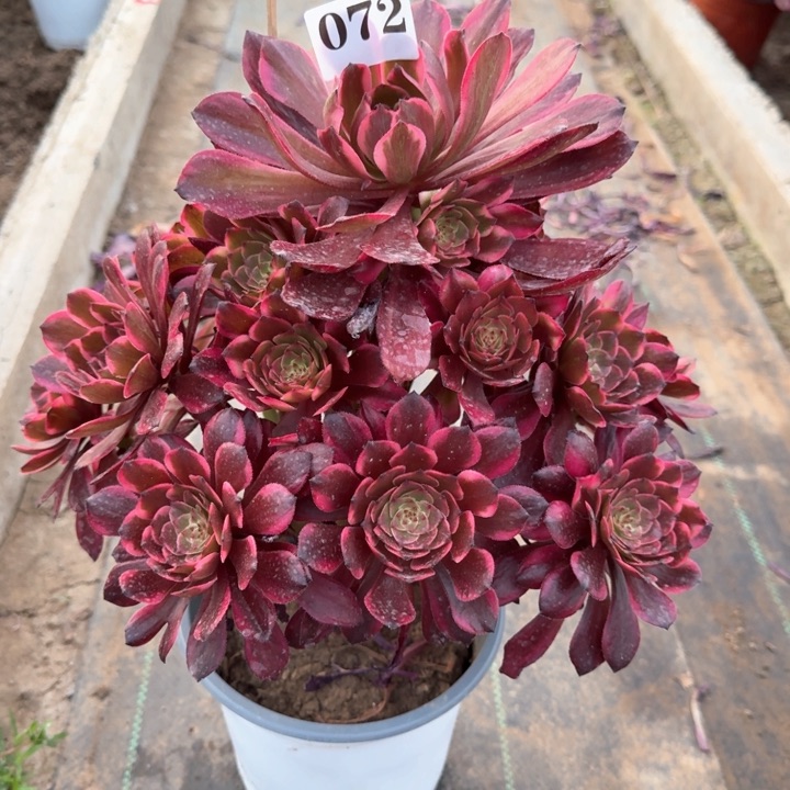 烟花法师一颗072